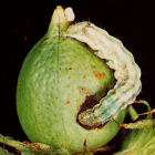 cotton bollworm 